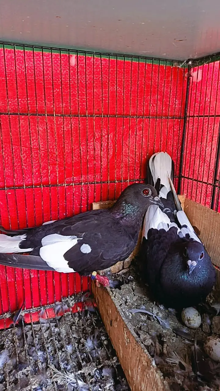 Pishori breeder pair — photo 12