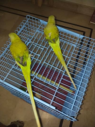 Hand Tamed Alexandrine (Raw) Parrot Pair- 6 Months Old (Self Feed]