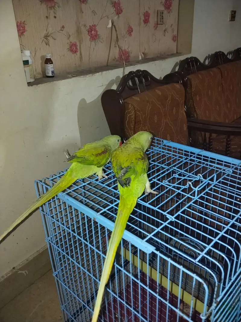 Hand Tamed Alexandrine (Raw) Parrot Pair- 6 Months Old (Self Feed] — photo 2
