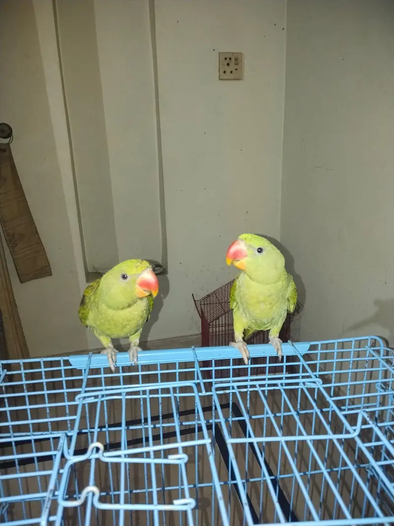 Hand Tamed Alexandrine (Raw) Parrot Pair- 6 Months Old (Self Feed] — photo 3