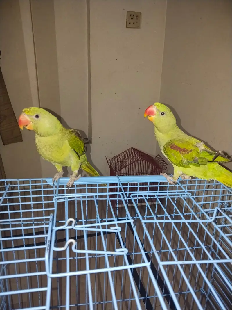 Hand Tamed Alexandrine (Raw) Parrot Pair- 6 Months Old (Self Feed] — photo 4