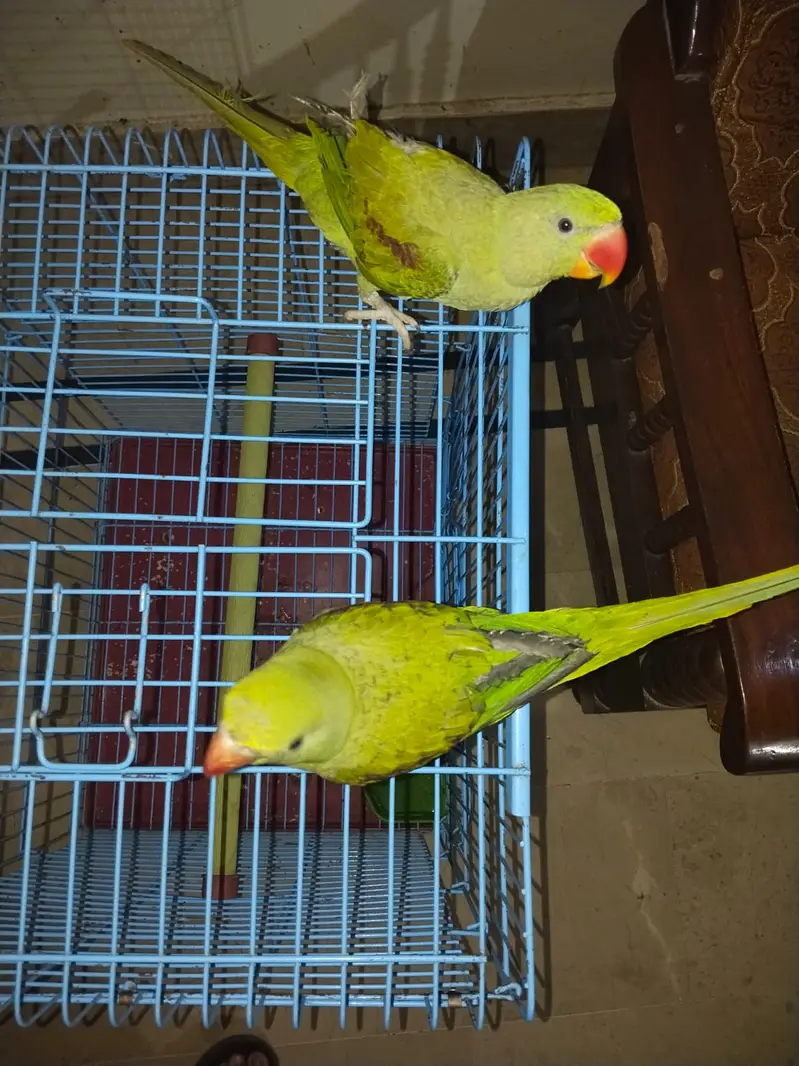 Hand Tamed Alexandrine (Raw) Parrot Pair- 6 Months Old (Self Feed] — photo 5