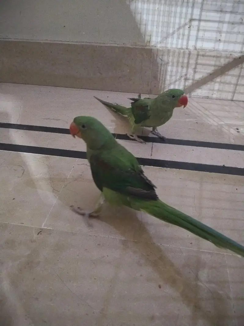 Hand Tamed Alexandrine (Raw) Parrot Pair- 6 Months Old (Self Feed] — photo 6