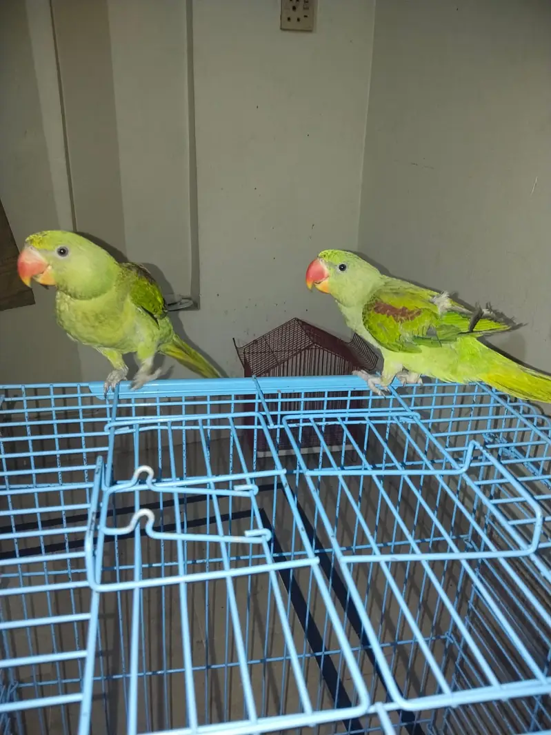 Hand Tamed Alexandrine (Raw) Parrot Pair- 6 Months Old (Self Feed] — photo 7