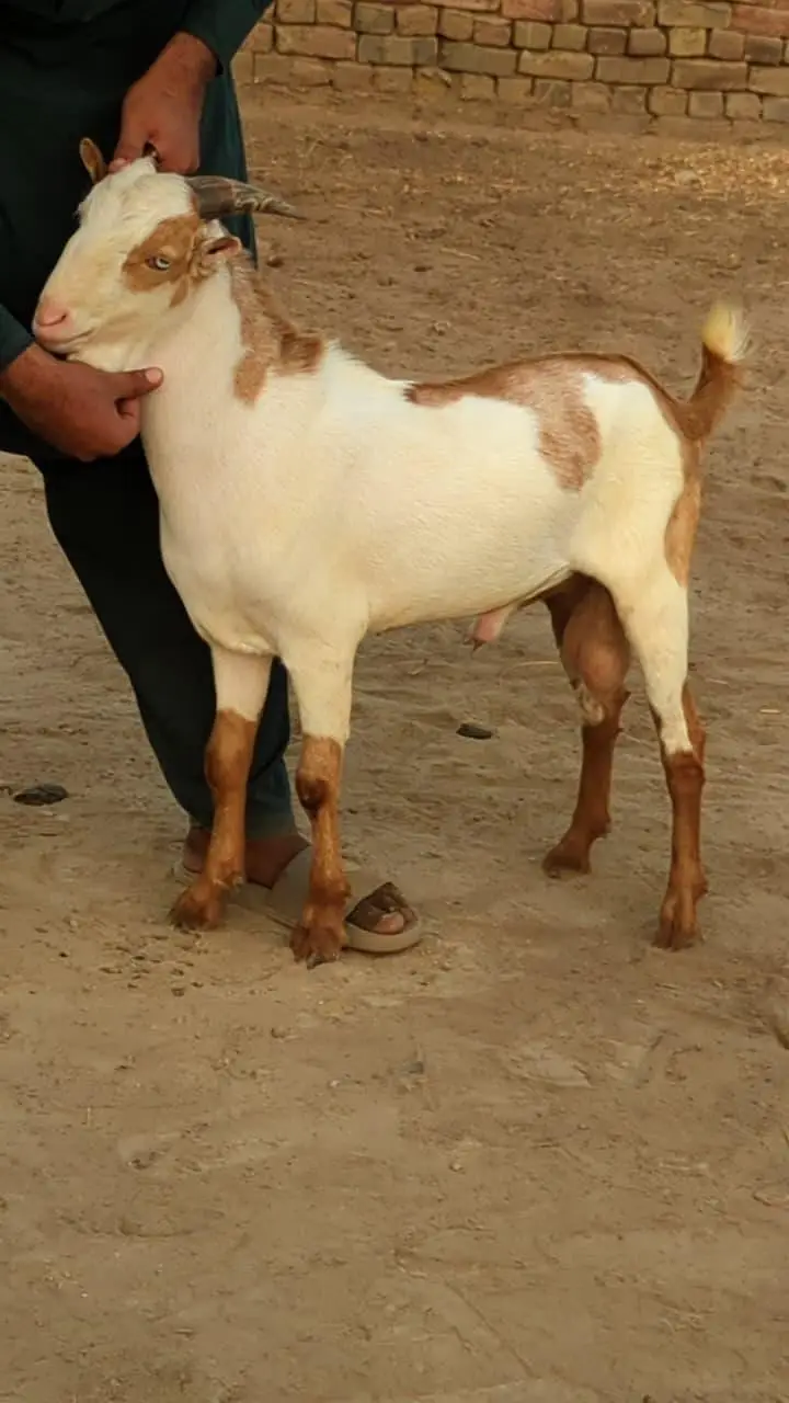 4 tedda for sale — photo 4