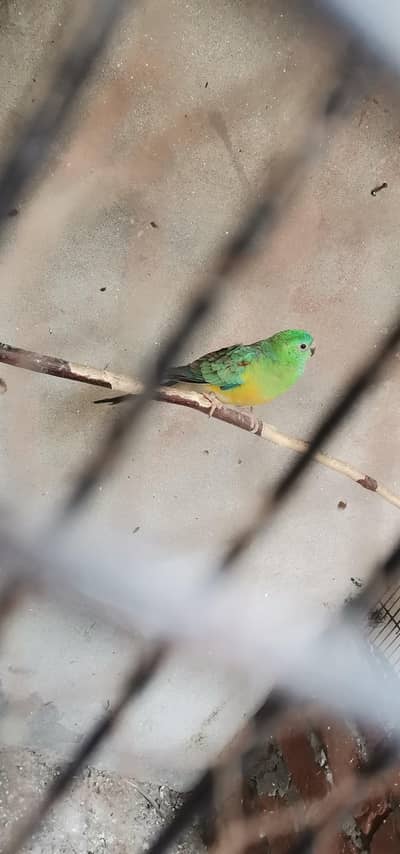 rump breader male