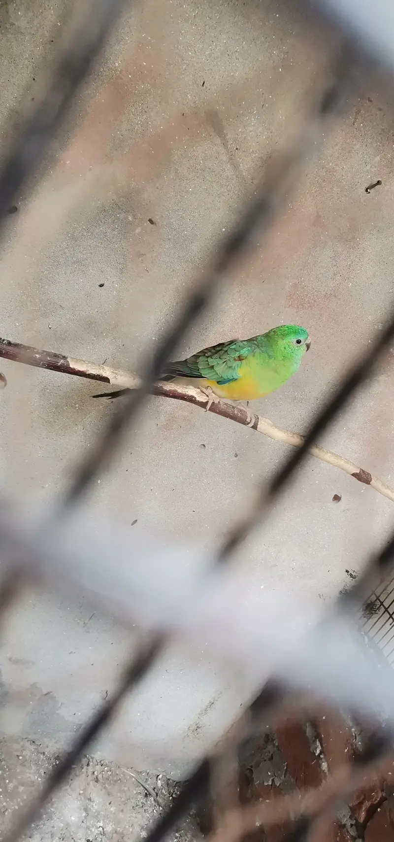 rump breader male