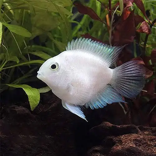Polor Parrot breeder pair for sale