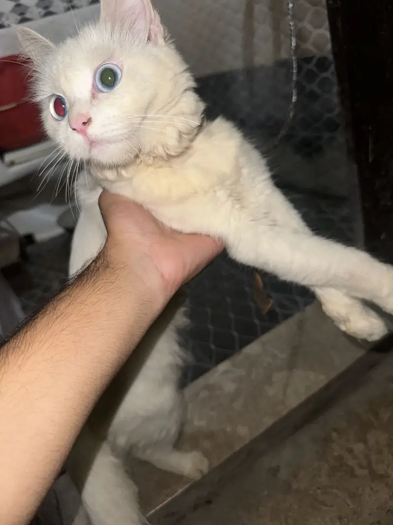 Persian cat