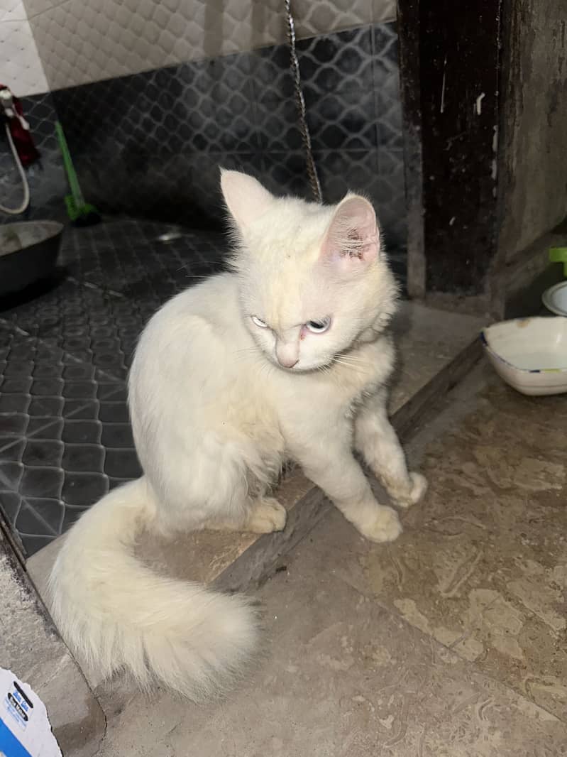 Persian cat 1