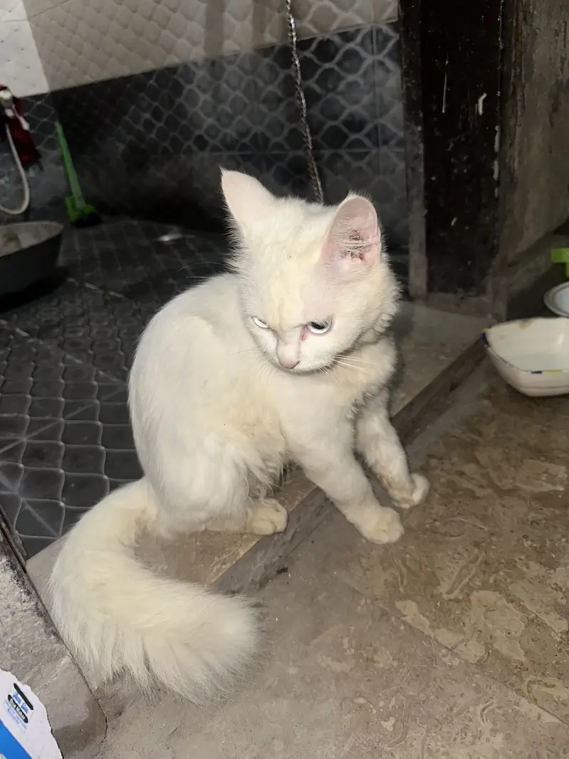 Persian cat — photo 2