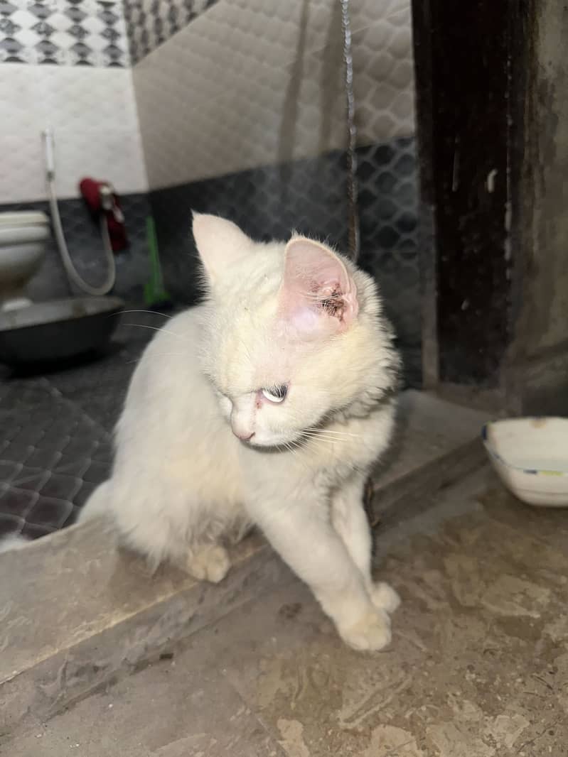 Persian cat 2