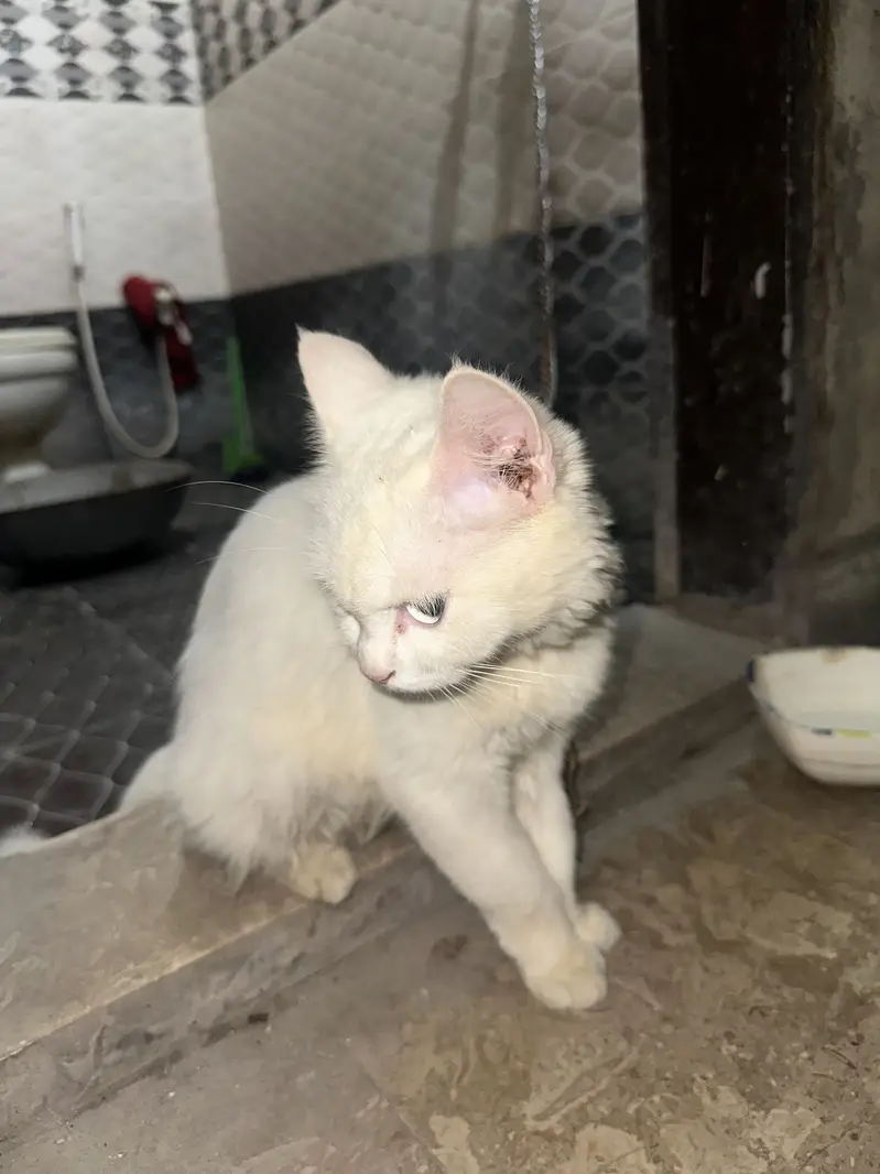 Persian cat — photo 3