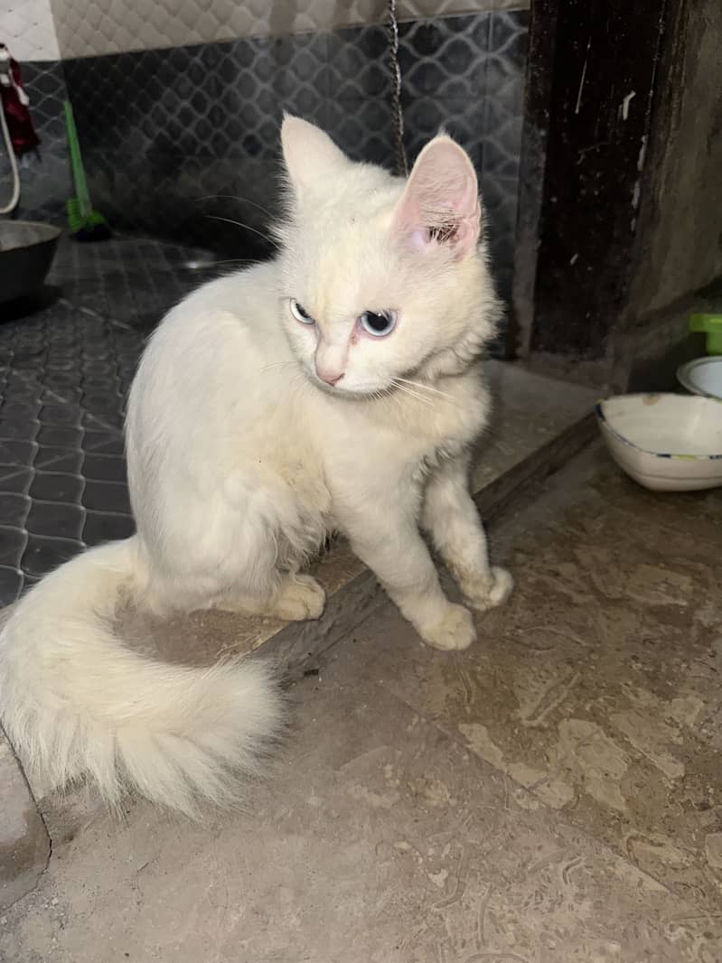 Persian cat 3