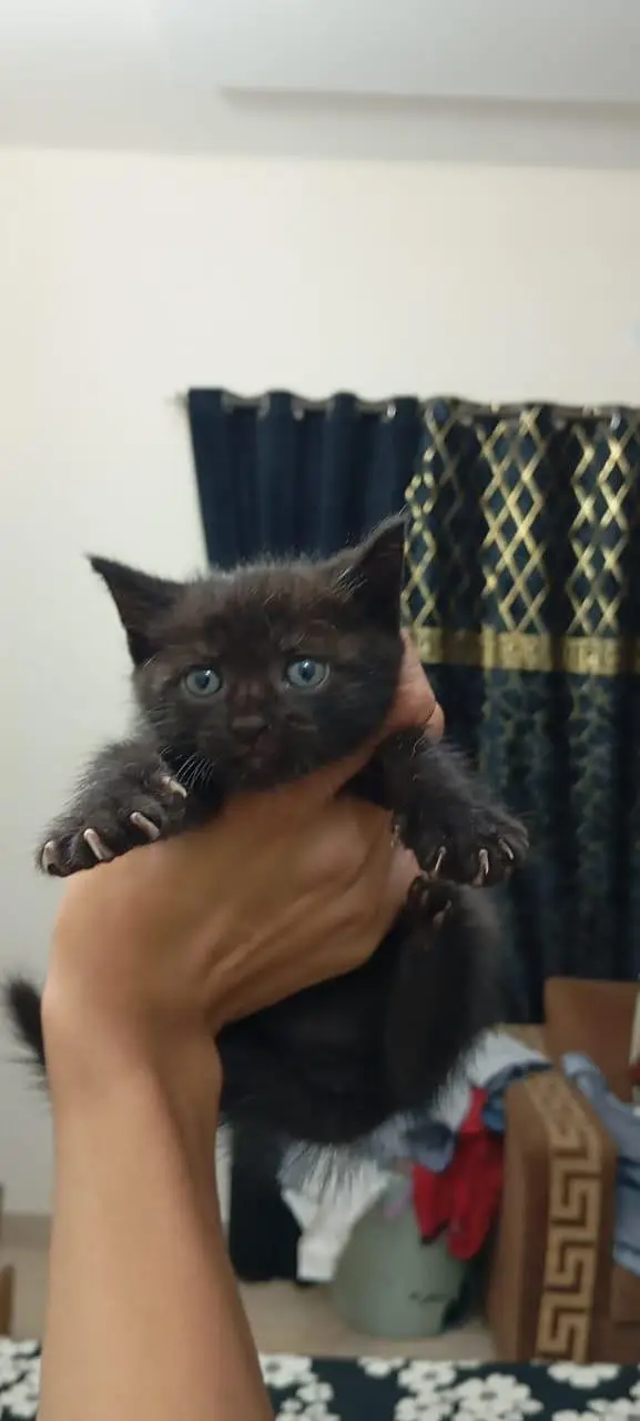 1pair persian for sale