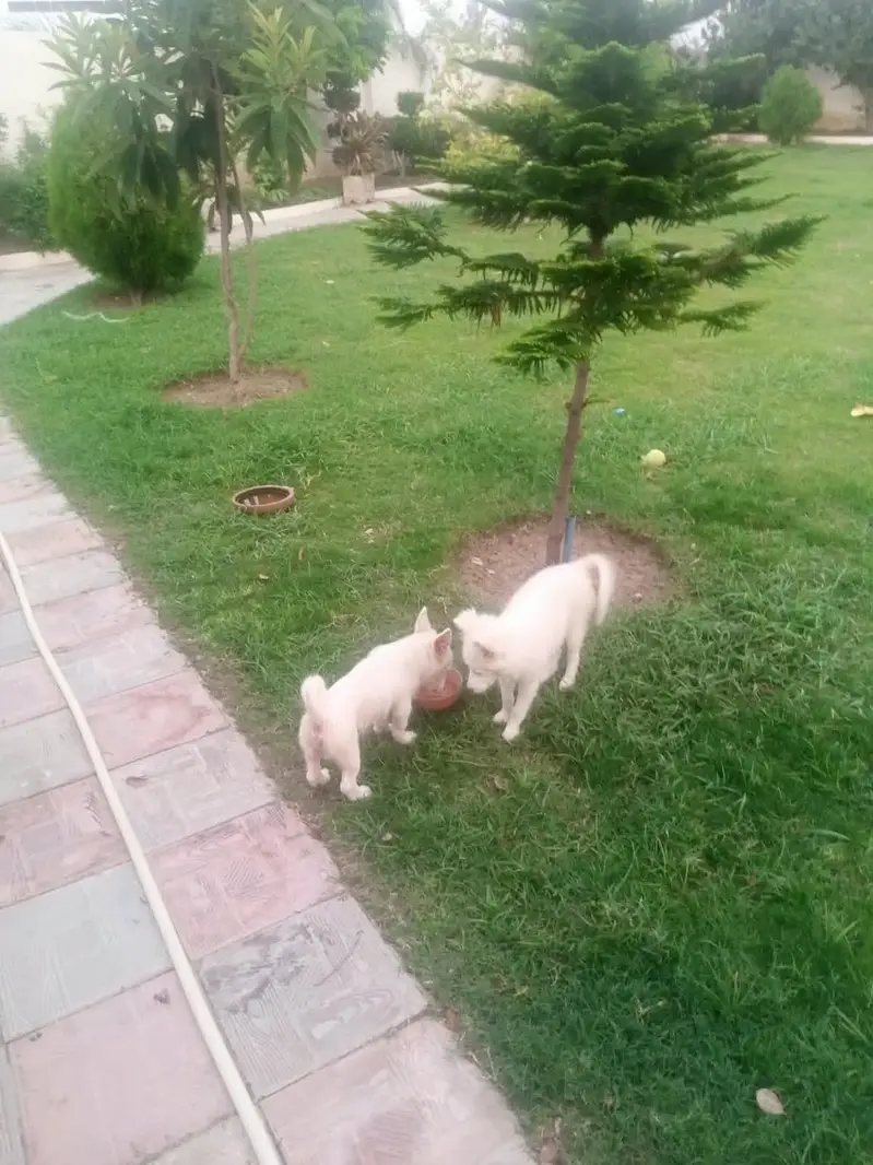 Dog for sale