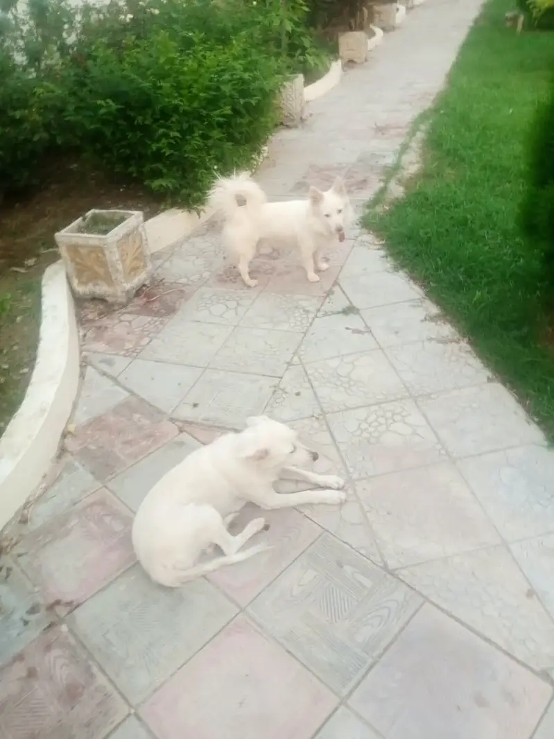 Dog for sale — photo 2