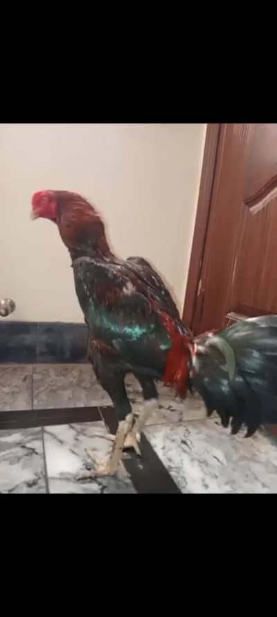 Trat+Burmi imported bird for sale