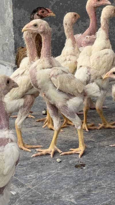 White shamo chicks