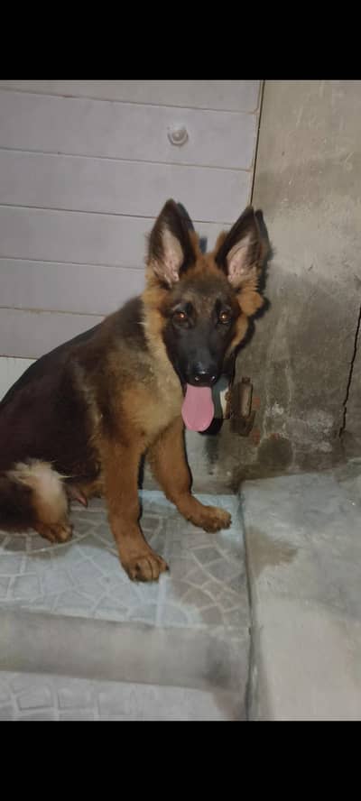 German Shepherd long coat puppy male