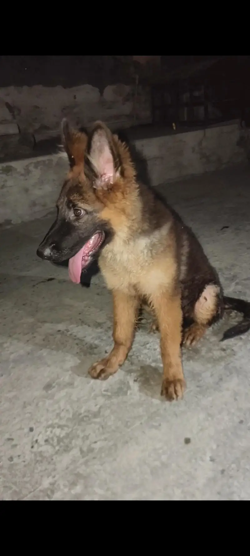 German Shepherd long coat puppy male — photo 2
