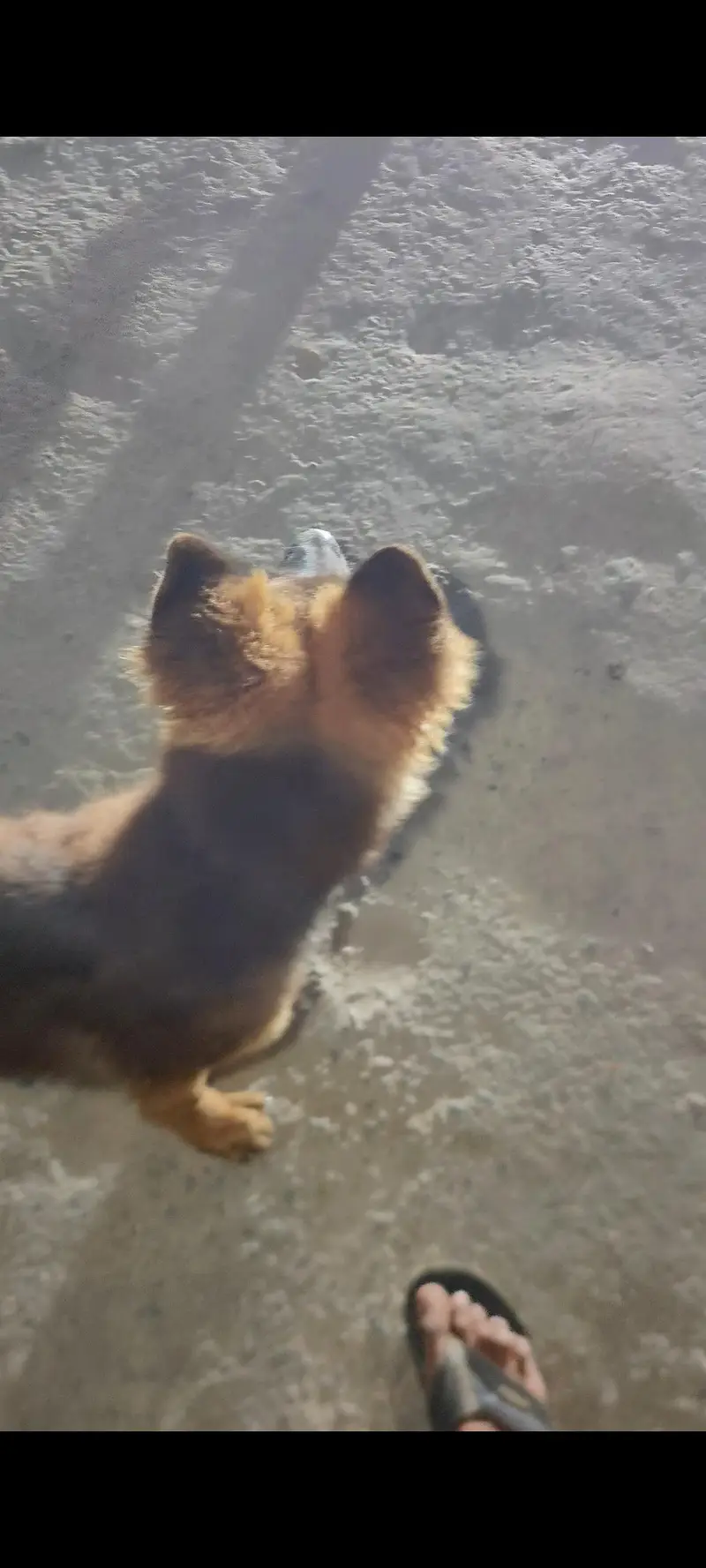German Shepherd long coat puppy male — photo 3