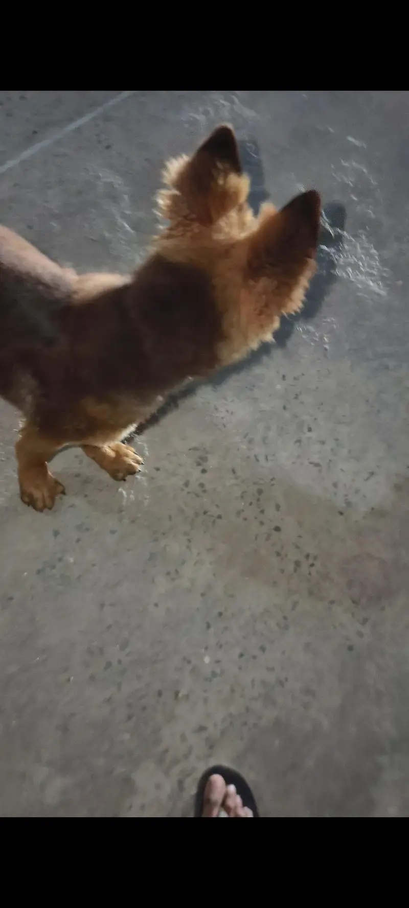 German Shepherd long coat puppy male — photo 4