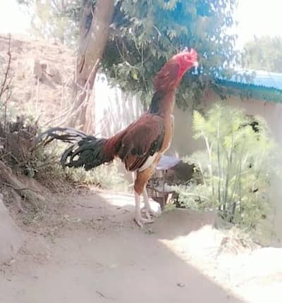 Aseel Pair with 4 Chicks 4 Months