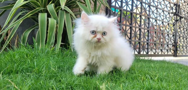 Triple coated kitten
