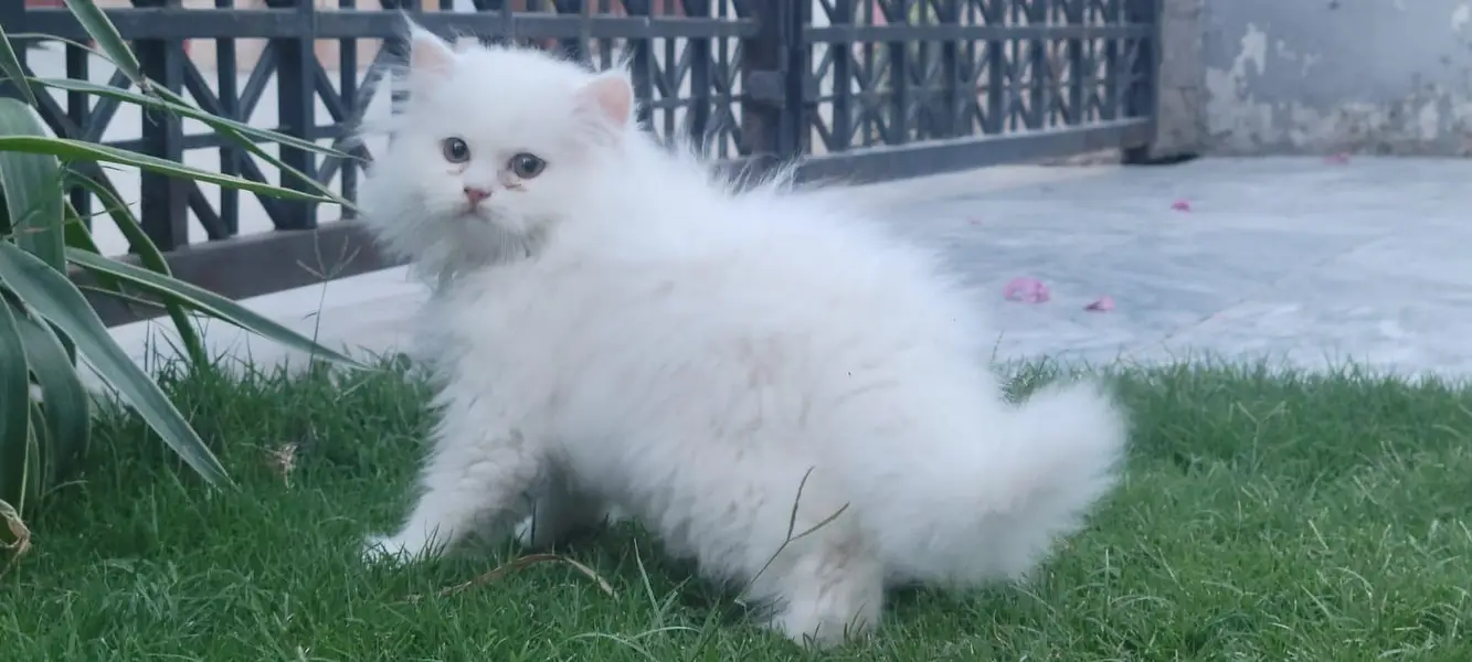 Triple coated kitten — photo 2