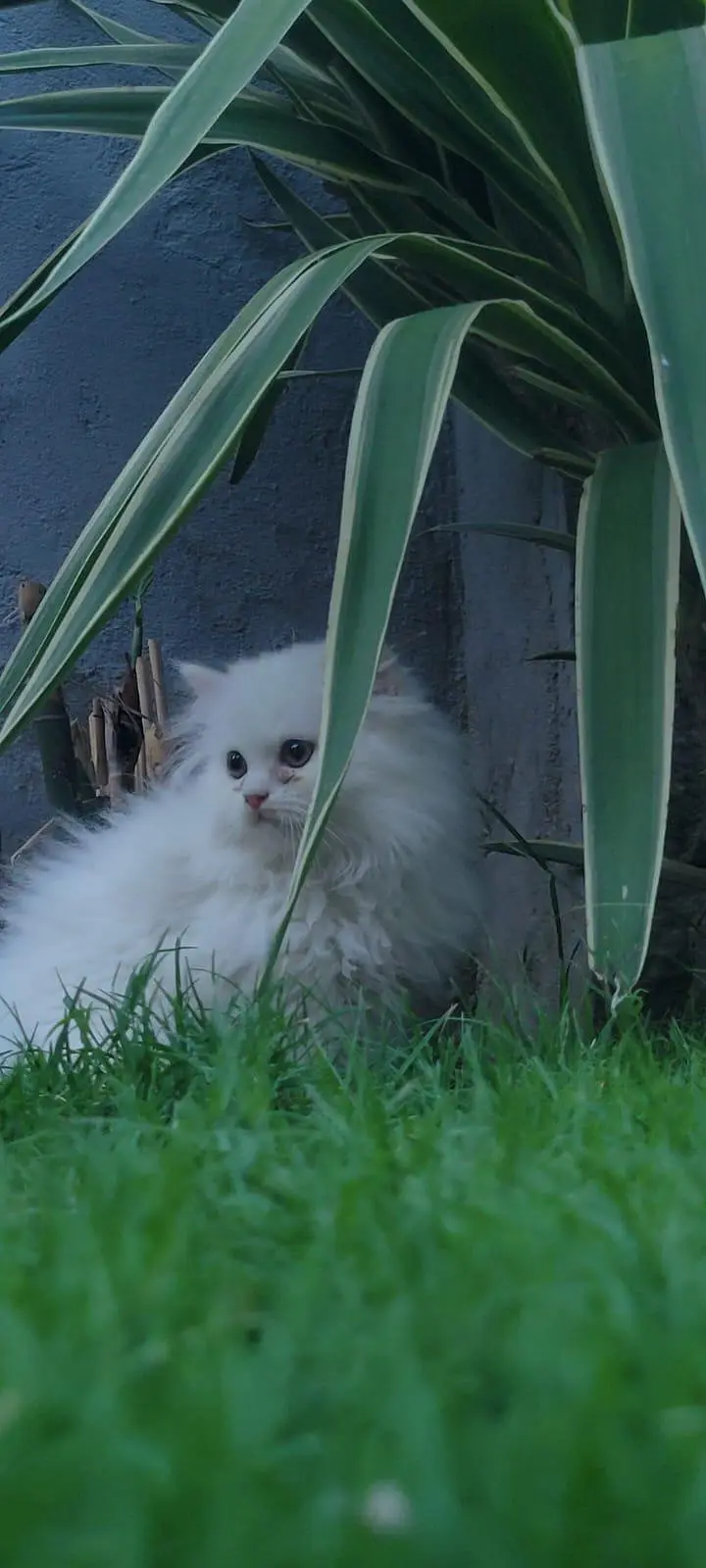 Triple coated kitten — photo 3