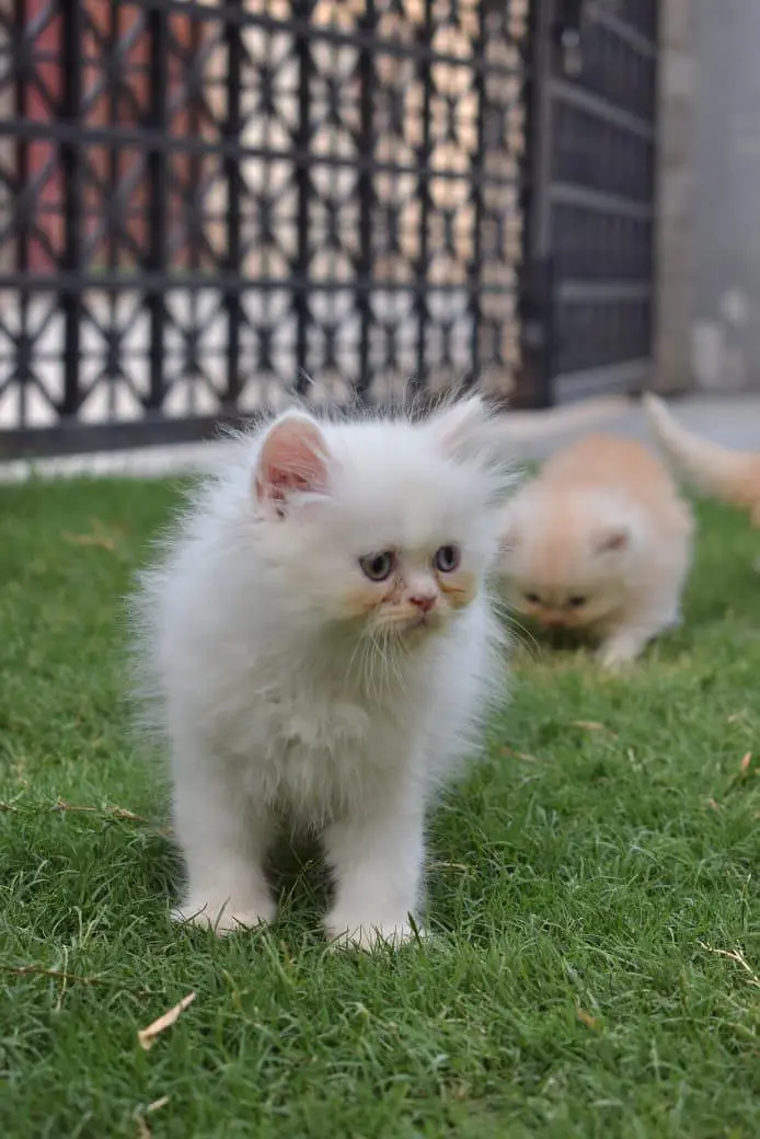 Triple coated kitten — photo 4