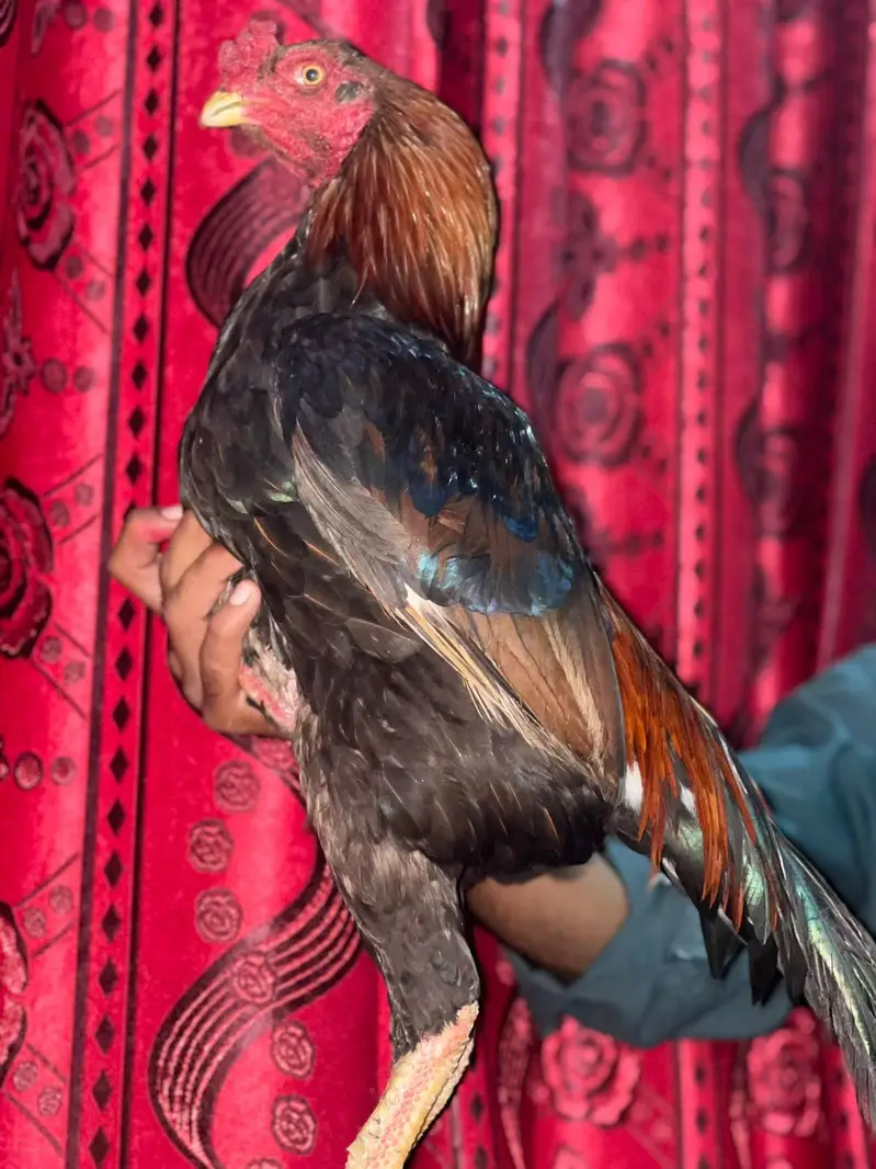 mashallah g Nayab cheza ha urgent for sale  ha jis bhi ko smaj ate ha — photo 2