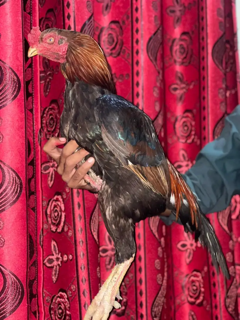 mashallah g Nayab cheza ha urgent for sale  ha jis bhi ko smaj ate ha — photo 3
