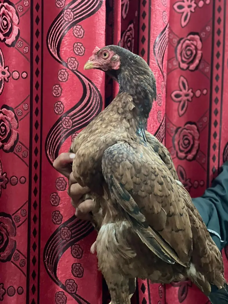 mashallah g Nayab cheza ha urgent for sale  ha jis bhi ko smaj ate ha — photo 4