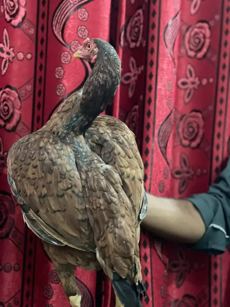 mashallah g Nayab cheza ha urgent for sale  ha jis bhi ko smaj ate ha — photo 5