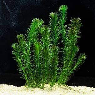Aquatic plants for sale