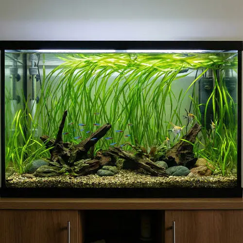 Aquatic plants for sale — photo 2