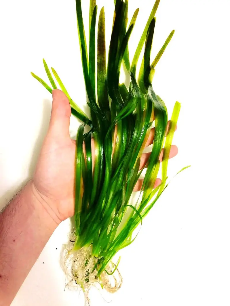 Aquatic plants for sale — photo 4
