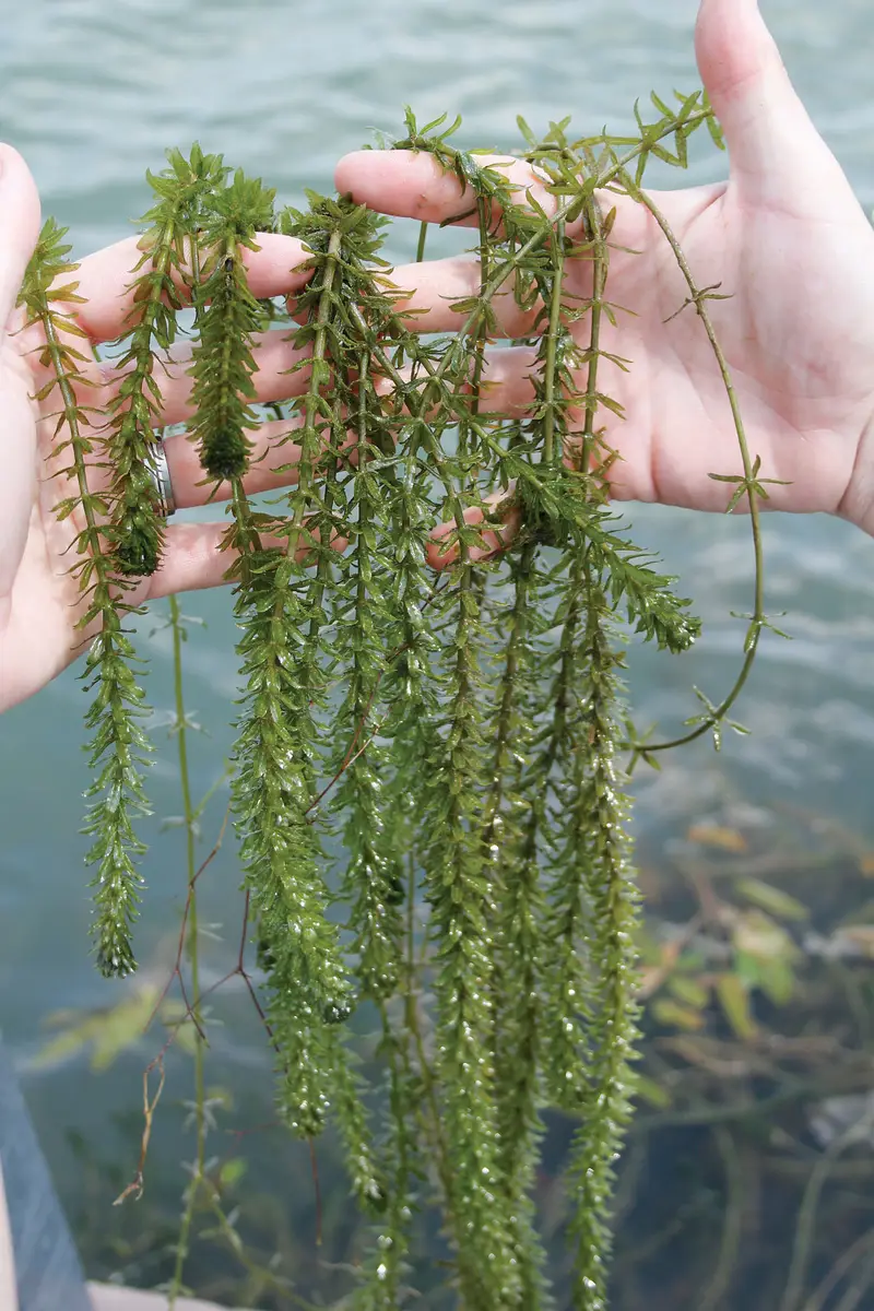 Aquatic plants for sale — photo 5