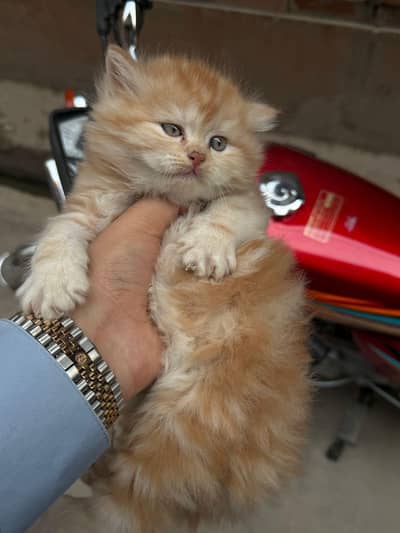 pure Persian kittens Available heavy bone structure