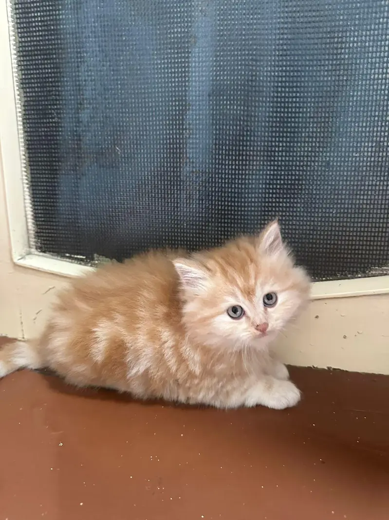pure Persian kittens Available heavy bone structure — photo 2