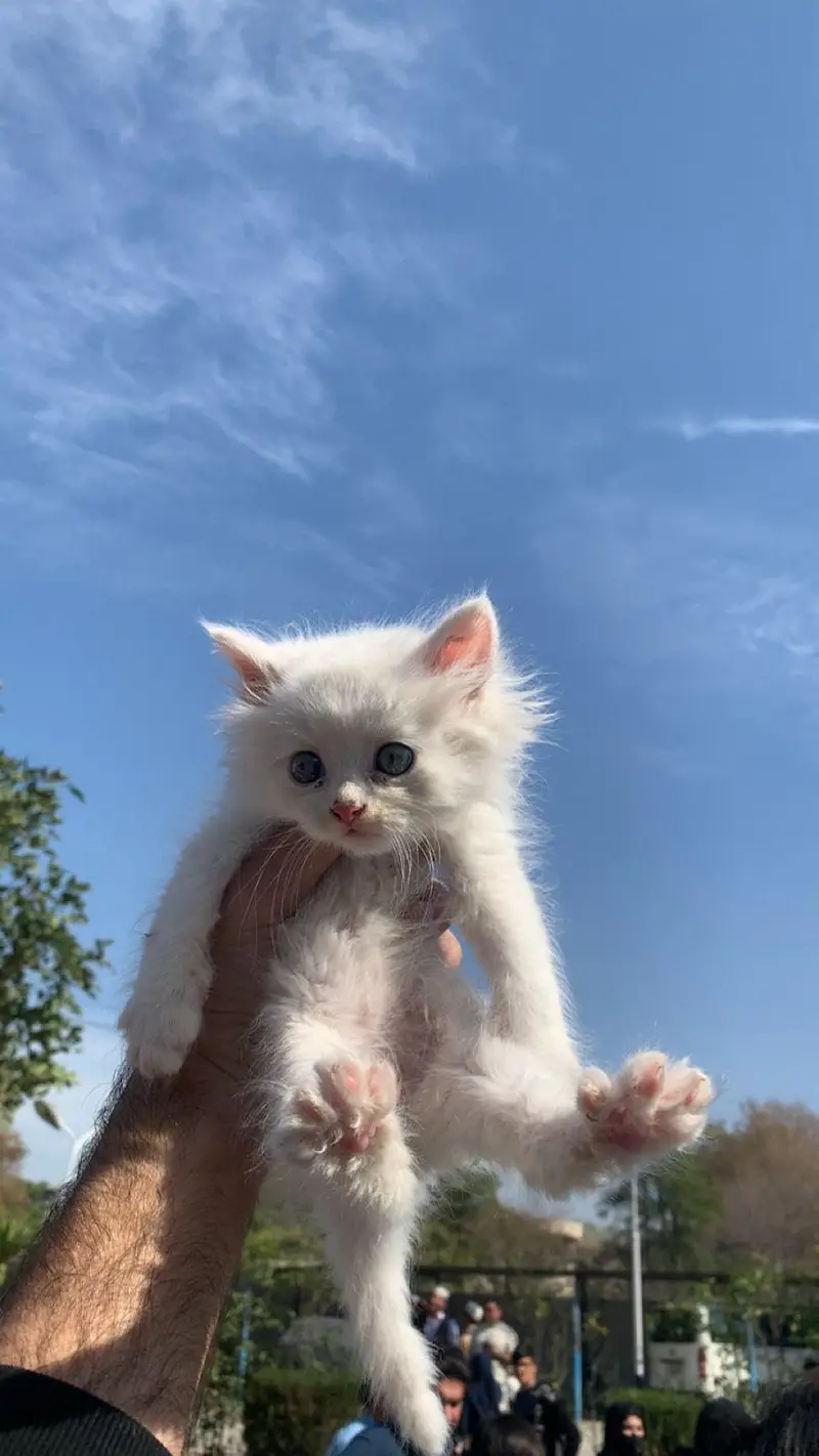 pure Persian kittens Available heavy bone structure — photo 3