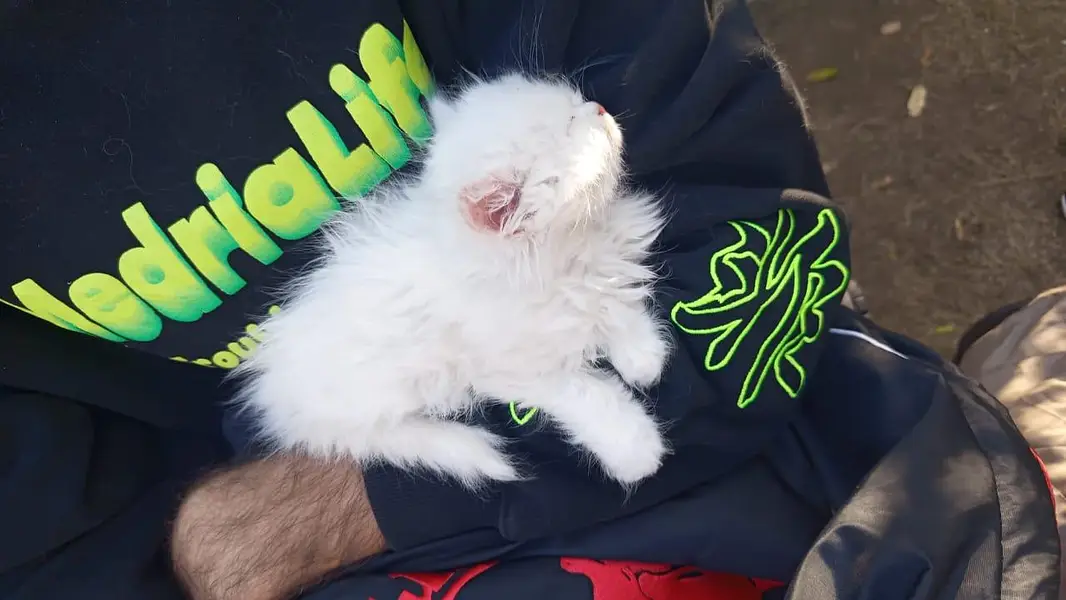 pure Persian kittens Available heavy bone structure — photo 4
