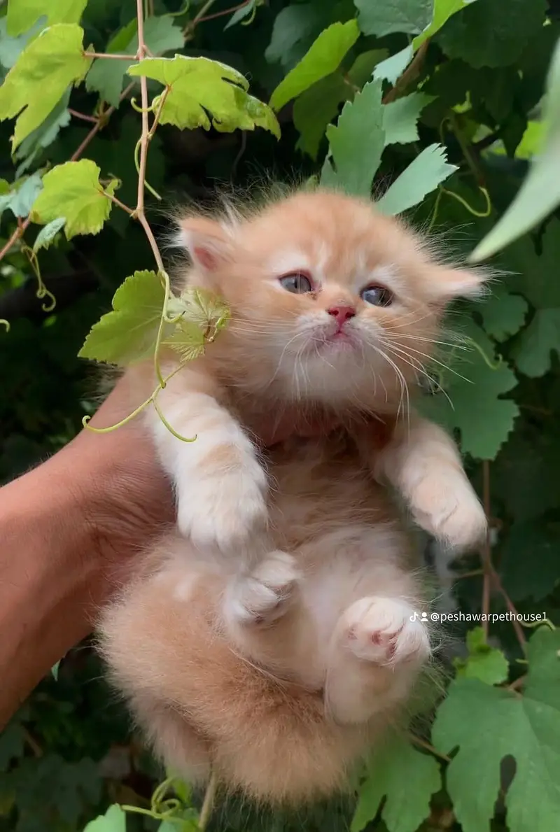 pure Persian kittens Available heavy bone structure — photo 5