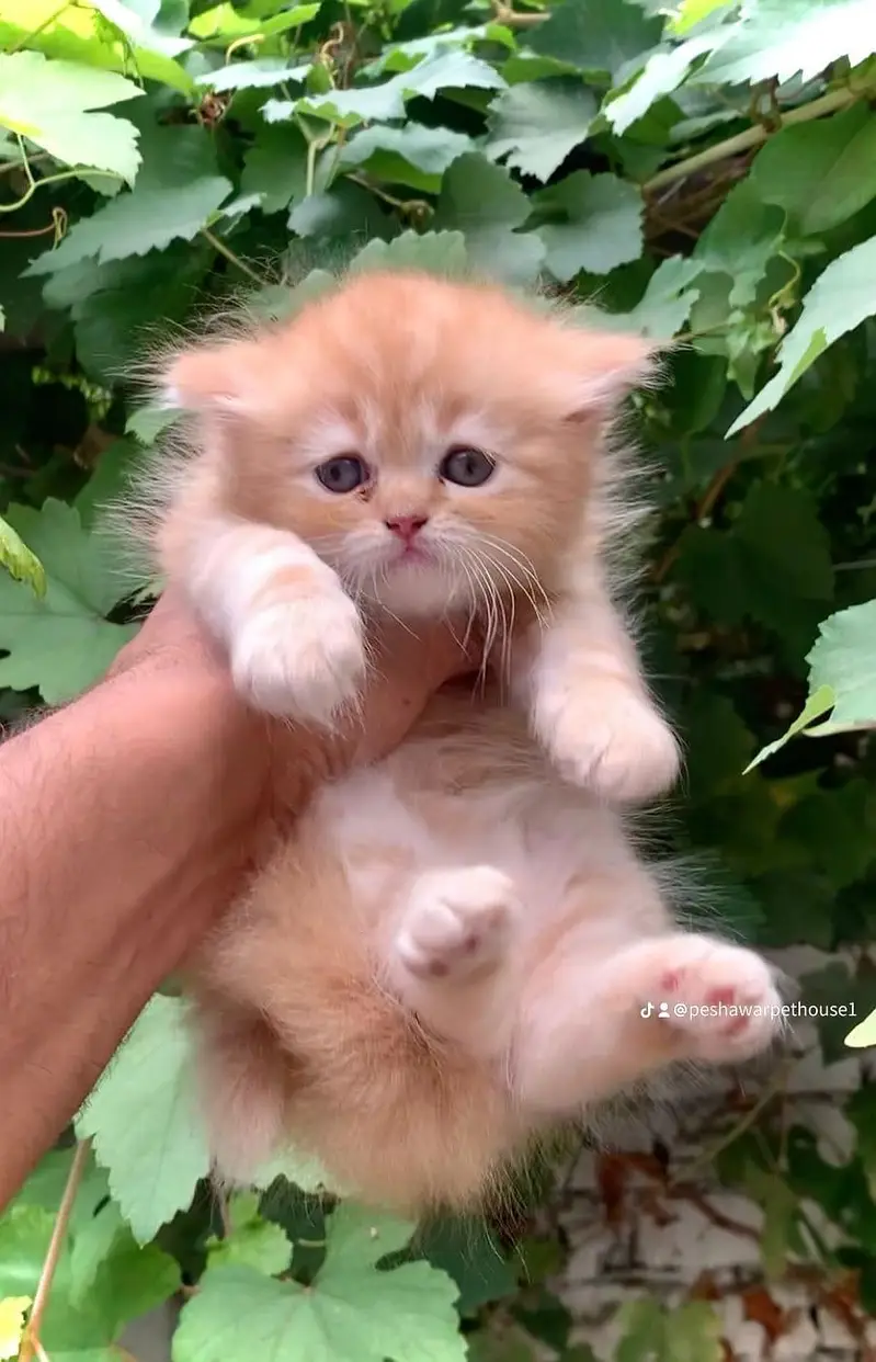 pure Persian kittens Available heavy bone structure — photo 6