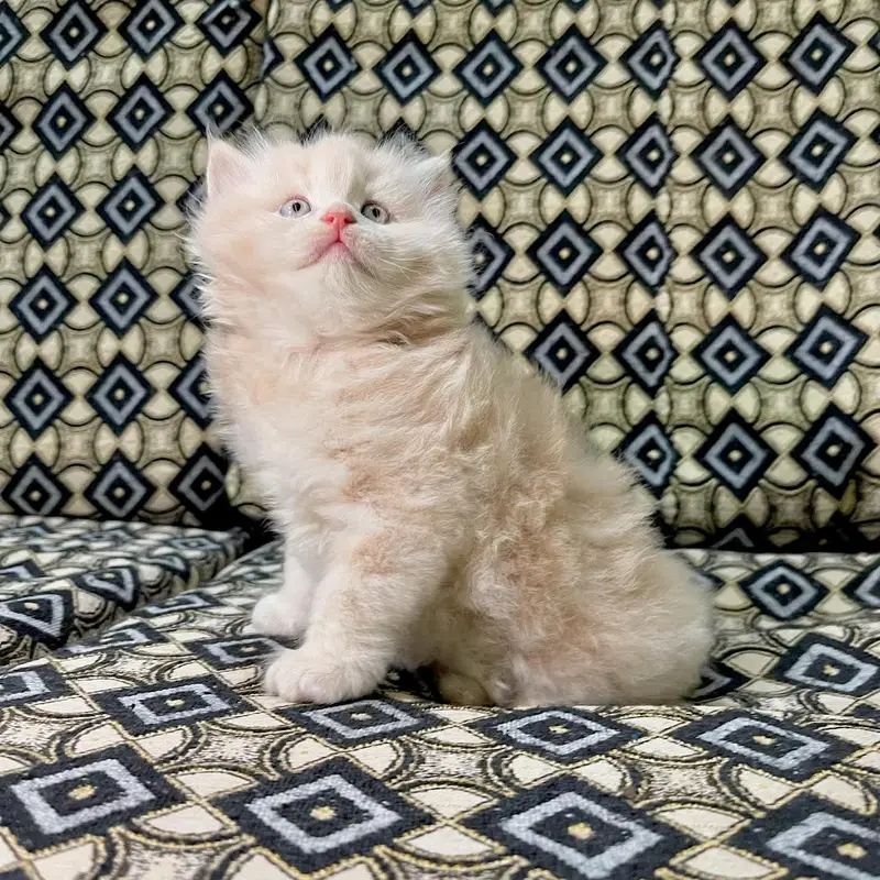 pure Persian kittens Available heavy bone structure — photo 7