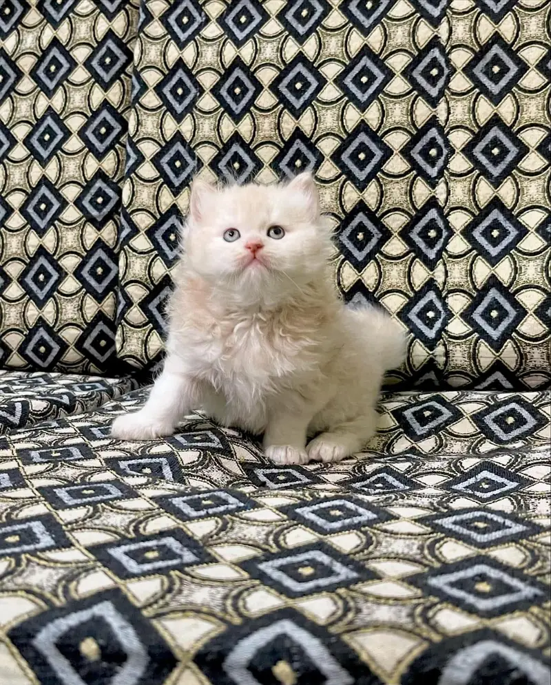 pure Persian kittens Available heavy bone structure — photo 8