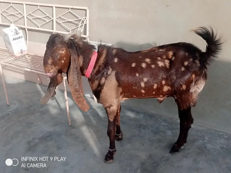 kamori Bakra urgent sale. . . — photo 2