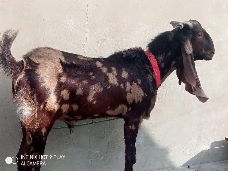 kamori Bakra urgent sale. . . — photo 3